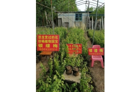 银缕梅