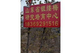 银缕梅苗木
